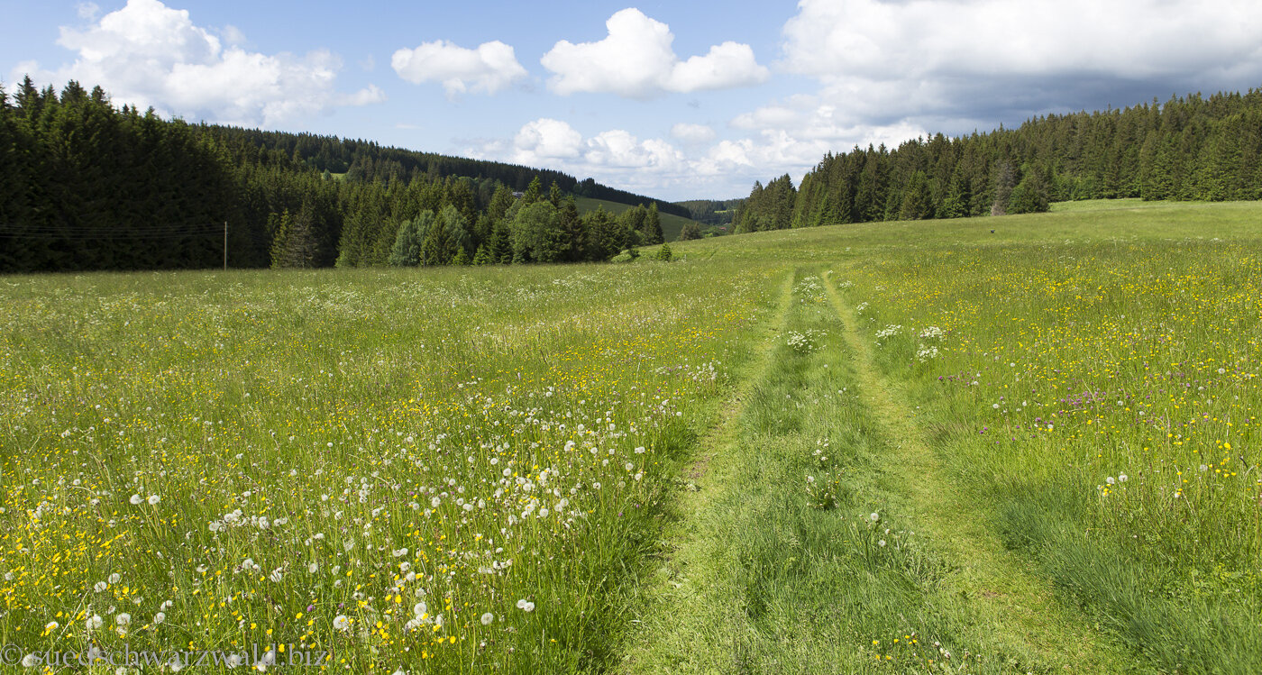 Wandern Mittlerer Schwarzwald